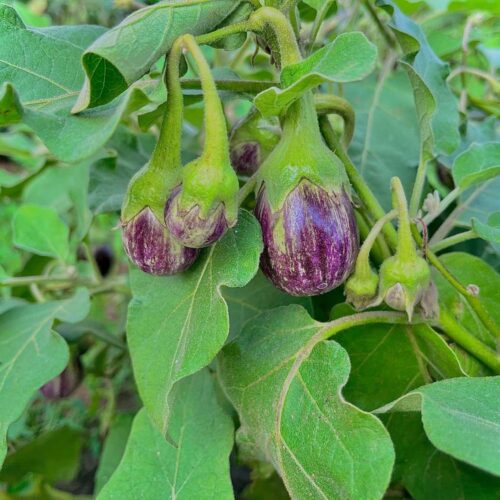 Best Biostimulants